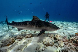 Tiger shark is an awesome creature. You can easily tell t... by Qunyi Zhang 